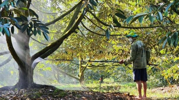 Cần Thơ: Cảnh báo thoái hóa đất khi tăng ‘nóng’ diện tích sầu riêng