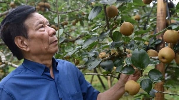 Cải tạo sức khỏe đất và cây trồng để phát triển cây ăn quả