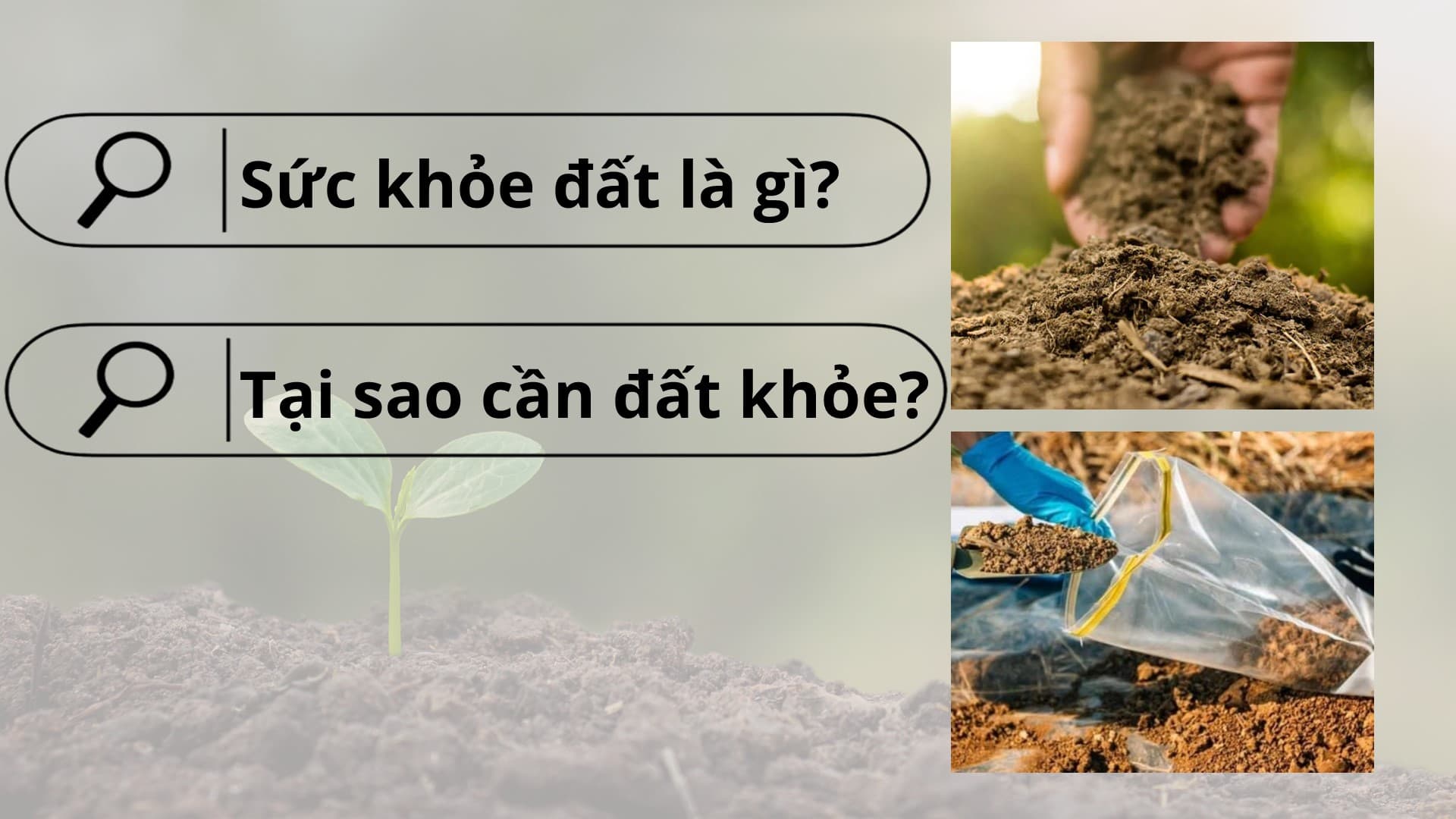 Sức khỏe đất là gì, tại sao cần đất khỏe