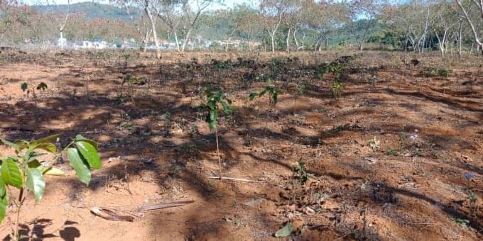 Đối với đất bị suy giảm độ phì