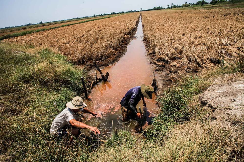 Đất bị nhiễm mặn