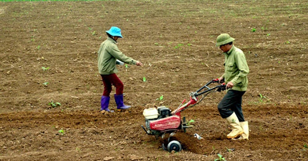 Canh tác không cày xới