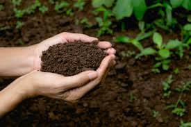 Bí quyết mở khóa nguồn lân giúp cây phát triển khỏe mạnh.
