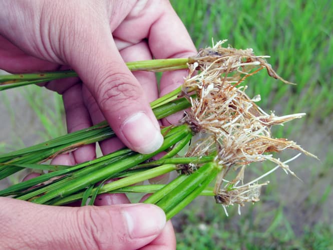 Câu hỏi – đáp về Cách khắc phục nghẹt rễ lúa và thối rễ cây lâu năm?
